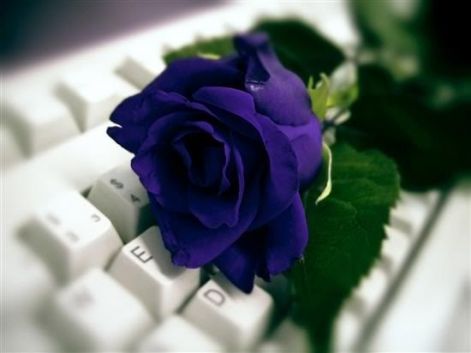 -....--flores--rose_large.jpg