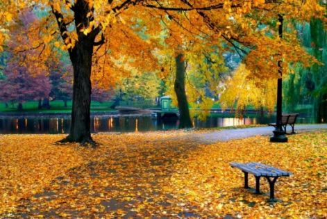 autumn-colors-autumn--lake--leaves--tree-peisaje_large.jpg